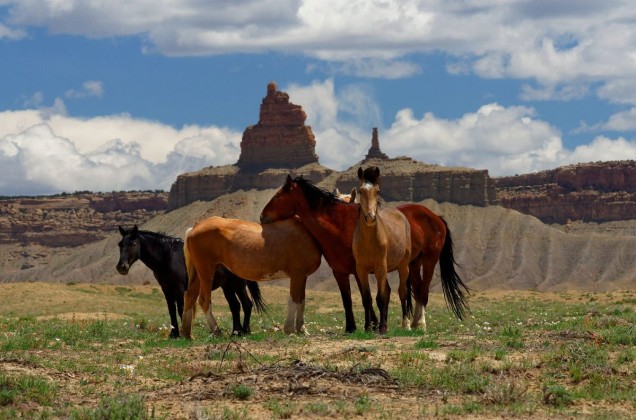 Horses in Monument Valley, USA