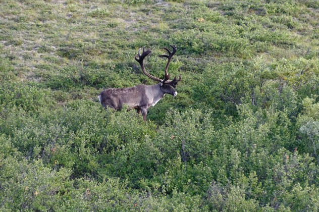 12 Javorszarvas - Denali NP