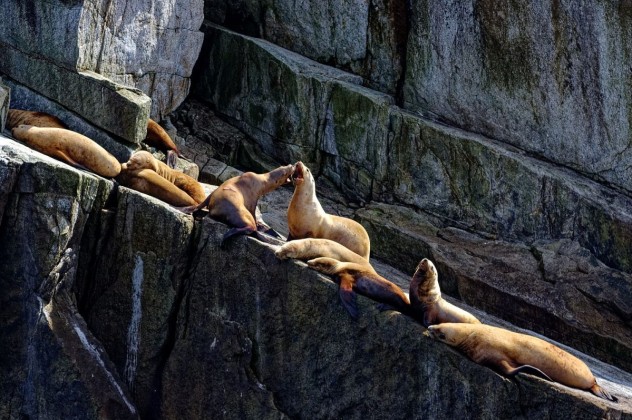 7 Oroszlanfokak - Resurrection Bay