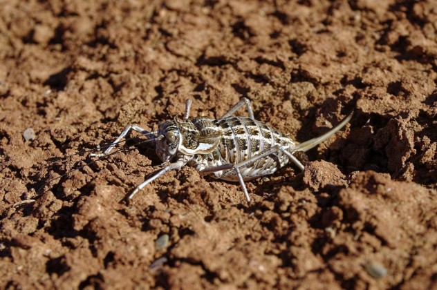 7 Deracanthella aranea - Gobi sivatag